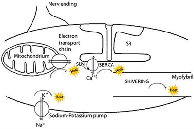 Muscle Non-shivering Thermogenesis and Its Role in the Evolution of Endothermy